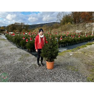 Smrek obyčajný (Picea abies) - výška 120-150 cm, kont. C10L